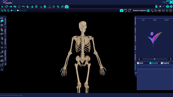 Vesalii | Student